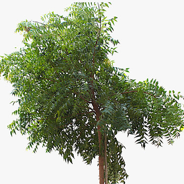 Azadirachta Indica - Neem